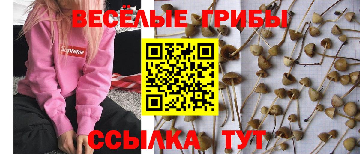 Псилоцибиновые грибы GOLDEN TEACHER Киселёвск